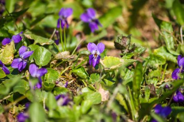 Bahar ormanlarında yetişen vahşi menekşeler.