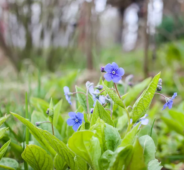 Blue Wild Flowers Spring Park — Stock Photo, Image