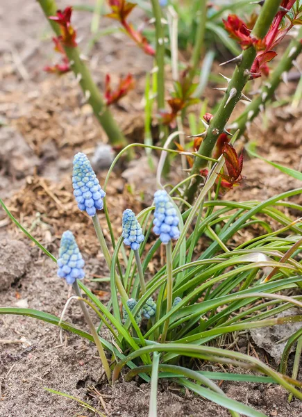 Bahar parkında mavi üzümlü sümbül çiçeği..