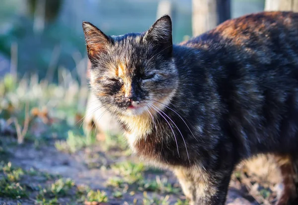 Domestic Pet Multiclored Young Active Cat Sunlight Spring Park — Stock Photo, Image