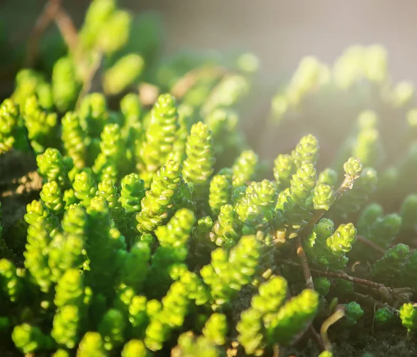 Evergreen Plant Zaden Het Zonlicht Een Tuin Bij Lente Close — Stockfoto