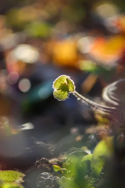 Μικρό Άγριο Λουλούδι Στο Φως Του Ήλιου — Φωτογραφία Αρχείου