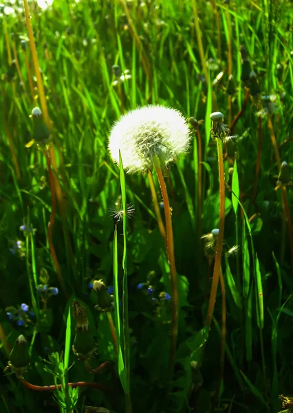 Пушистый Цветок Одуванчика Зеленой Траве — стоковое фото