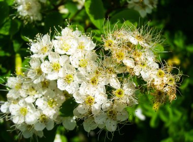 Bahçede beyaz çiçekler