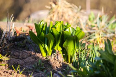 Bahçede güzel bahar çiçekleri