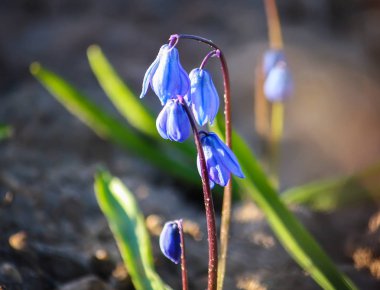 Scilla Squill bitkisinin mavi ilk bahar çiçekleri ormanda çiçek açıyor. Scilla Bifolia.