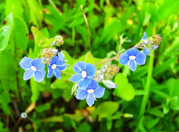 Beautiful Flowers Garden — Stock Photo, Image