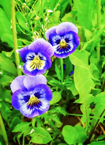 Krásné Pancy Květiny Letní Zahradě — Stock fotografie