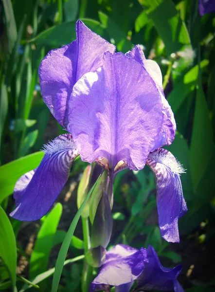 春の庭に紫色の虹彩の花 — ストック写真