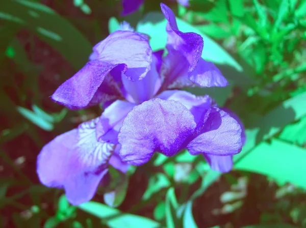 Purple Iris Flowers Spring Garden — Stock Photo, Image