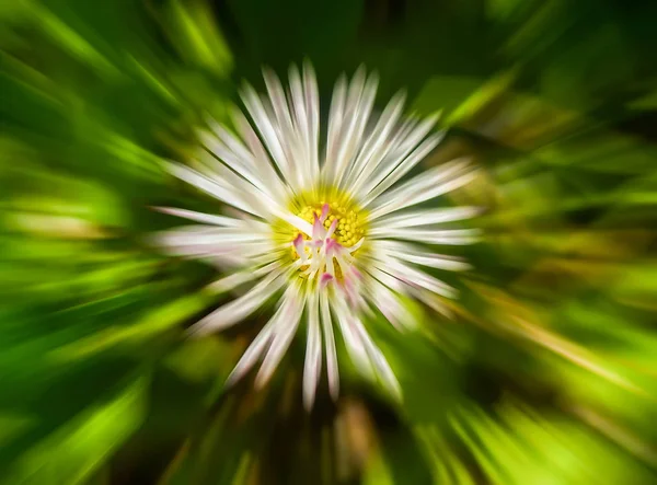 Beyaz Papatya Çiçeğinin Bulanık Çiçek Arkaplanı Hareket Efekti — Stok fotoğraf