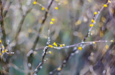 İlk bahar, ağaç dallarında yeşil tomurcuklar ve yapraklar.