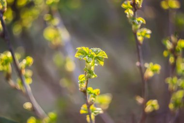 İlk bahar, ağaç dallarında yeşil tomurcuklar ve yapraklar.