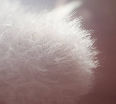 Yumuşak kaktüs bitkisi