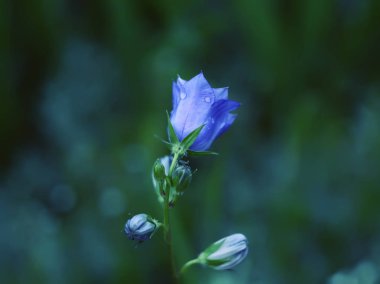 Purple campanula bell flower
