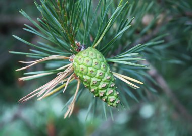 Pine green cones