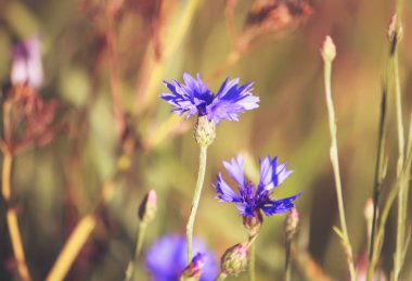 Güzel kır çiçekleri Mısır çiçekleri