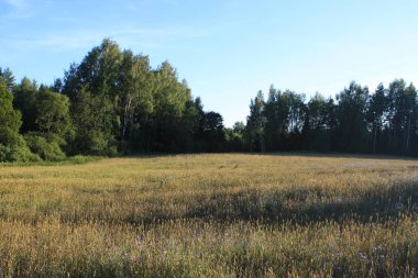 Çiçekli güzel yaz manzarası