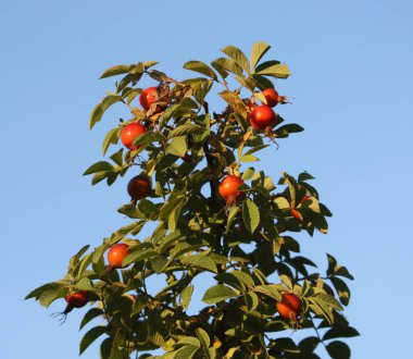 Rosehips. Kırmızı gülün meyveleri.