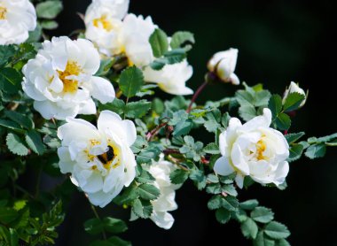 Briar beyaz gül çiçekleri