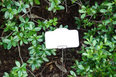 Egzotik bitkilerin yeşil yaprakları