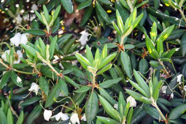 Egzotik bitkilerin yeşil yaprakları