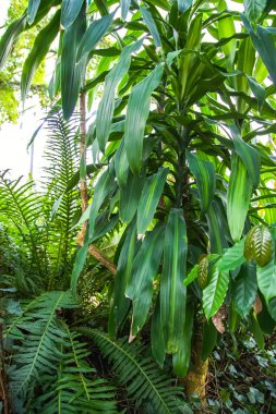 Tropik yapraklar. Egzotik bitkiler. Yeşil doğal arka plan. Doğanın ayrıntıları.