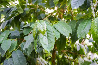 Tropik yapraklar. Egzotik bitkiler. Yeşil doğal arka plan. Doğanın ayrıntıları.