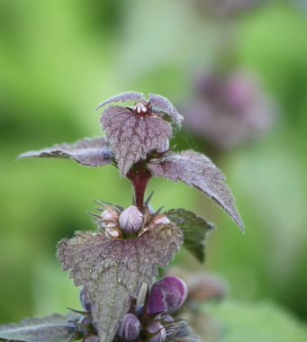 Güzel çiçekler, çiçek konsepti
