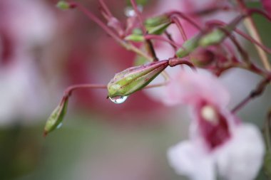 Bahar çiçekleri, bitkiler ve botanik
