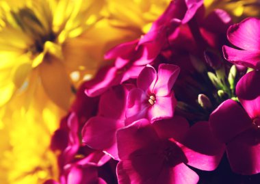 çiçekler güneş ışığı