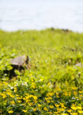 yeşil çim alan Park