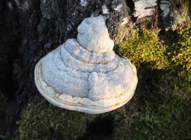 Wild mushroom on the tree stump