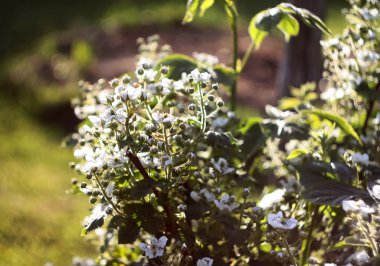 Spring honeysuckle flowers