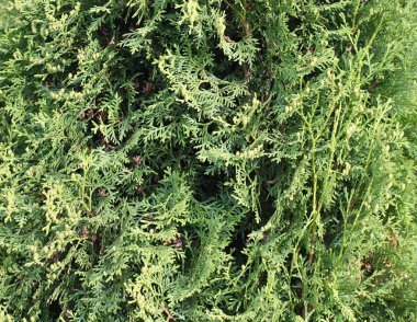 Thuja yeşil dalları