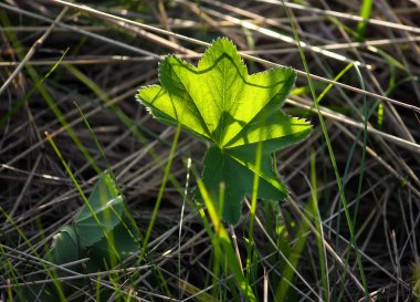 Yerde yeşil yapraklar