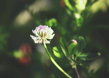 Bahçedeki güzel çiçekler