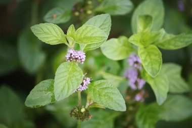 Bir ahududu çalılığına yakın.
