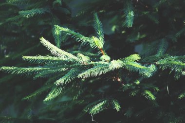 Arkaplanı bulanık yeşil çam dalı