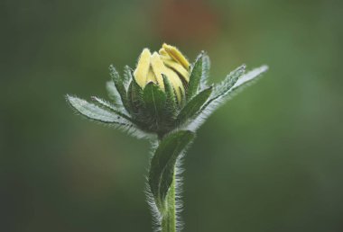 Bahçede büyüyen güzel bir çiçeğin makro manzarası