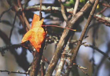 Sonbahar akçaağaç dalında yapraklar