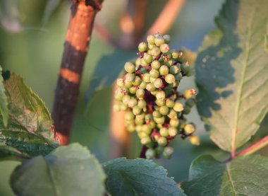 Bir üzüm bağının arka planındaki güzel yeşil ve sarı üzümlerin manzarasını kapat.