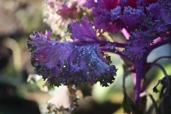 Фиолетовая декоративная цветущая капуста — стоковое фото