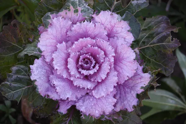 Purple ornamental decorative flowering cabbage — Stock Photo, Image