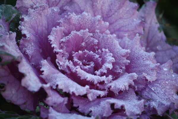 Purple ornamental decorative flowering cabbage — Stock Photo, Image