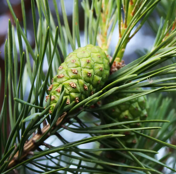 Conos verdes de pino — Foto de Stock