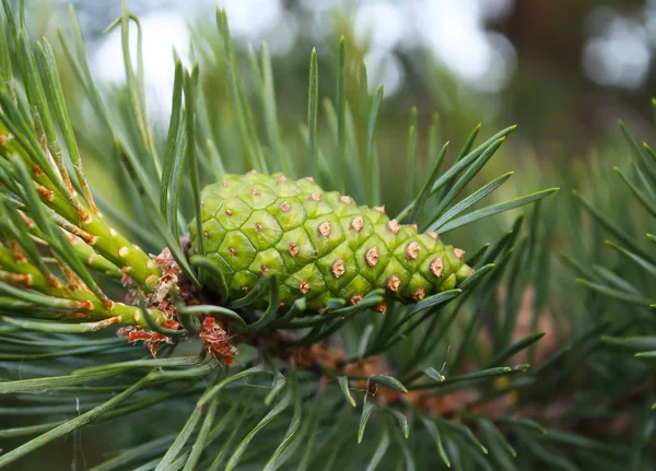 Pine green cones — Stok fotoğraf