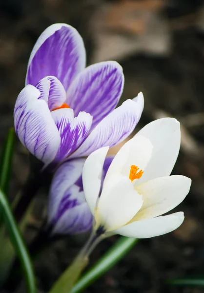 屋外でのクロッカスの花 — ストック写真