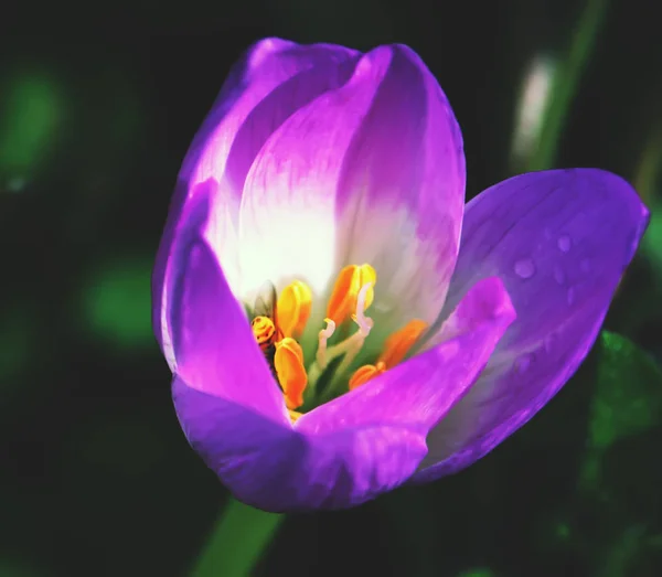 Fleurs Crocus Printanières Lumineuses Fleurissant Dans Jardin — Photo