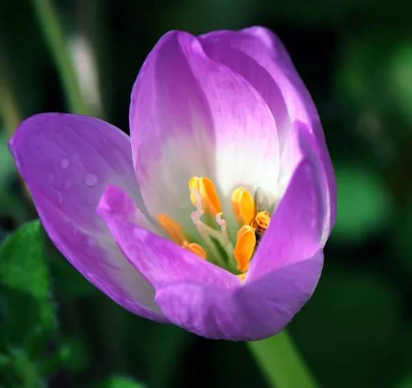 Fleurs Crocus Printanières Lumineuses Fleurissant Dans Jardin — Photo